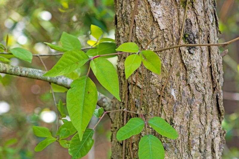 Poison Ivy Removal in Ventura County, CA