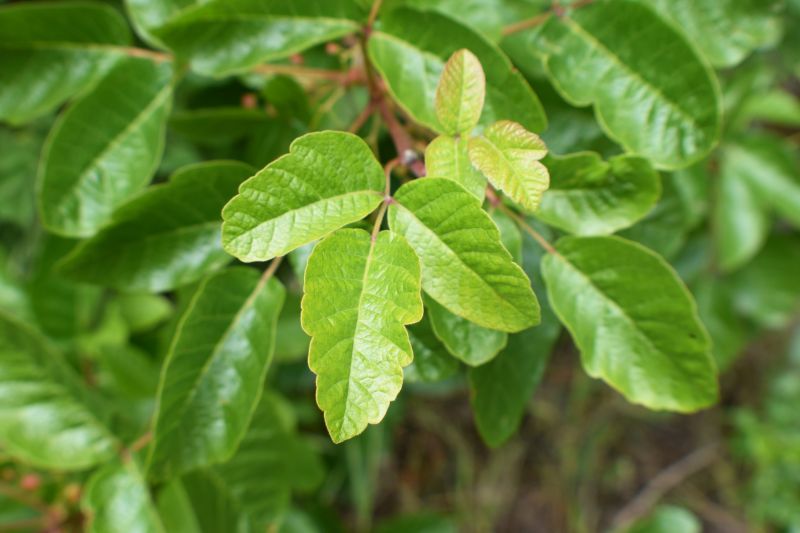 Poison Oak Removal in Bucks County, PA